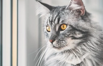 cuidado de oídos de gato