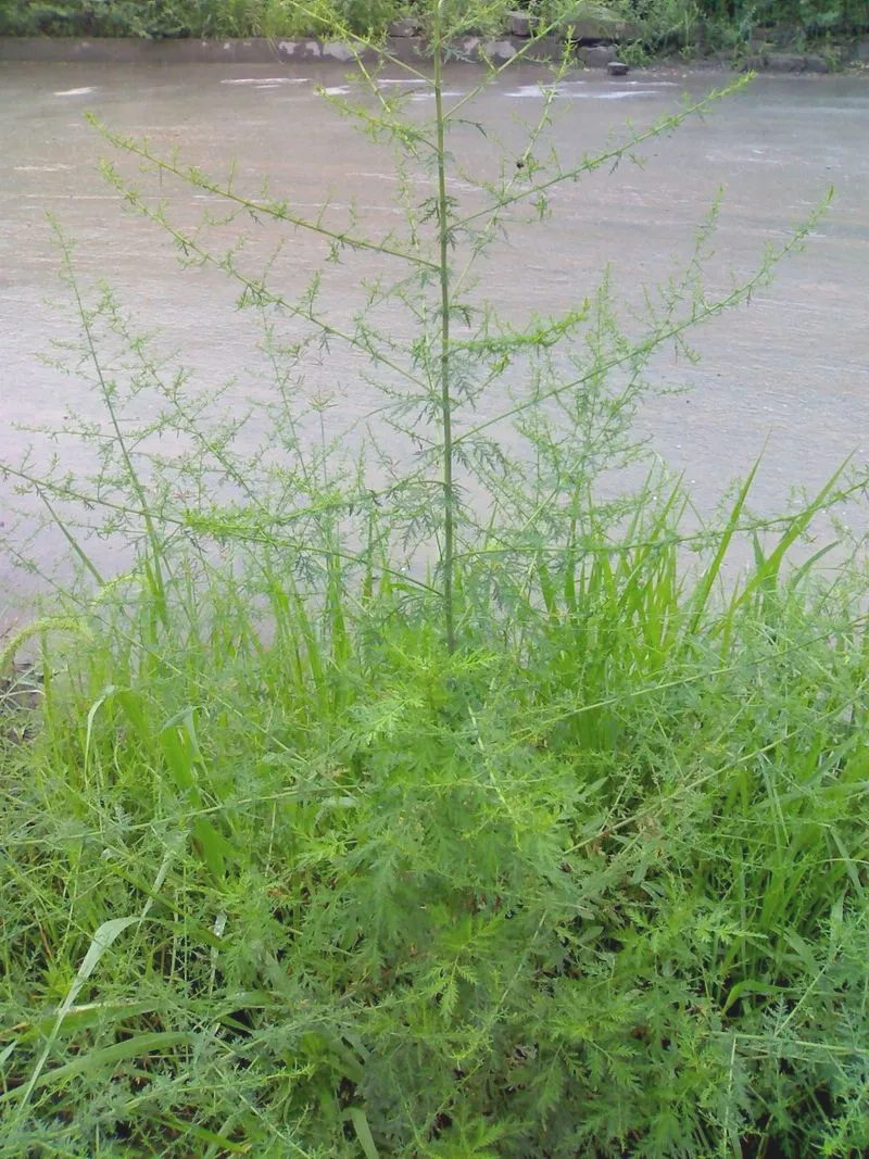 Ajenjo dulce: el guardi&aacute;n natural del bienestar de las mascotas