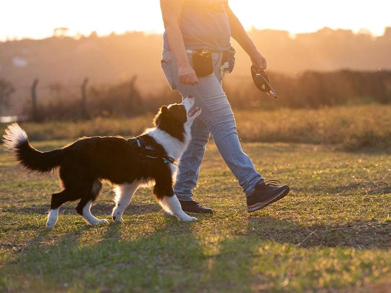Debo darle pienso seco o húmedo? Qué diferencia hay?