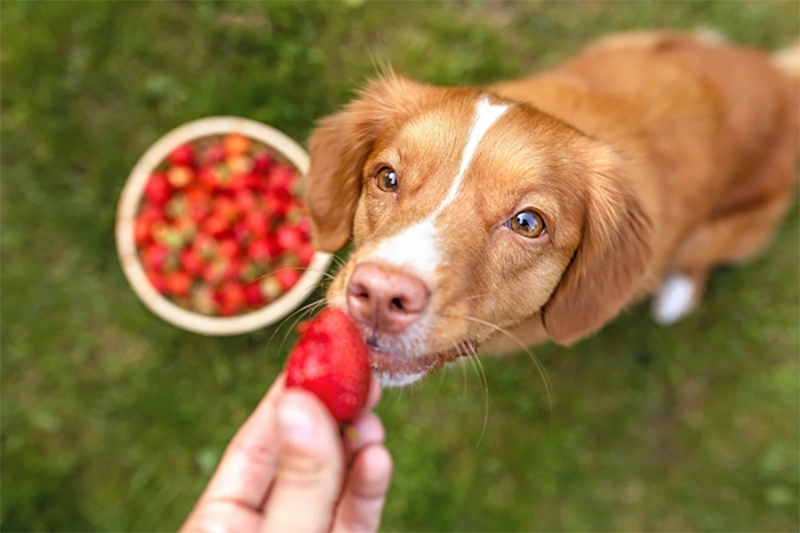 Los animales de compañía pueden comer frutas y verduras destinadas a humanos (cai, frijol mung) sin peligro?