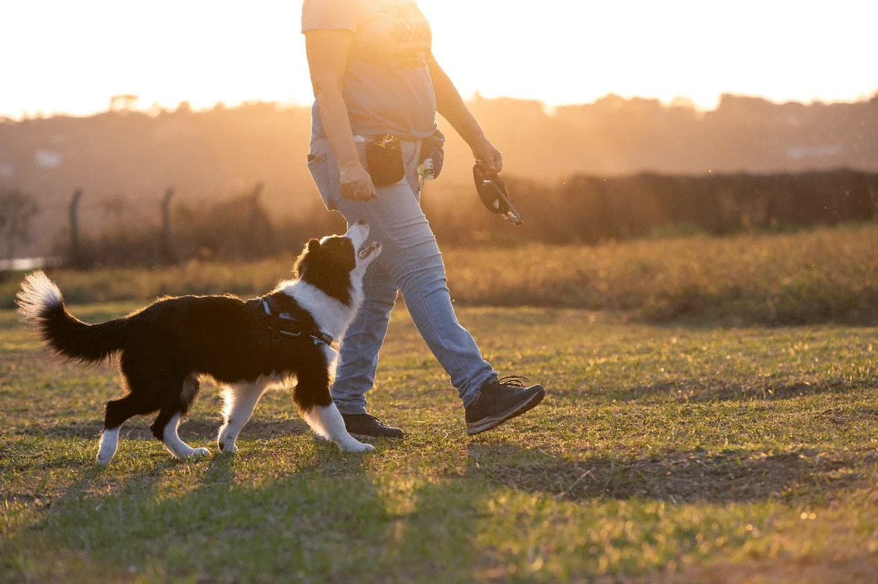 Qué nutrientes esenciales necesitan las mascotas en las diferentes etapas de su vida?