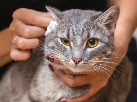 Phytopaw: Tecnología fitogénica para la reparación multiobjetivo de mascotas