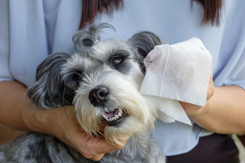 Phytopaw lanzará las toallitas suaves Gentle Wipes.