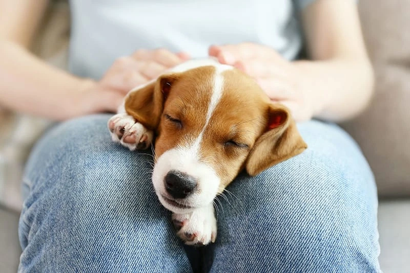 Cómo acariciar a un perro