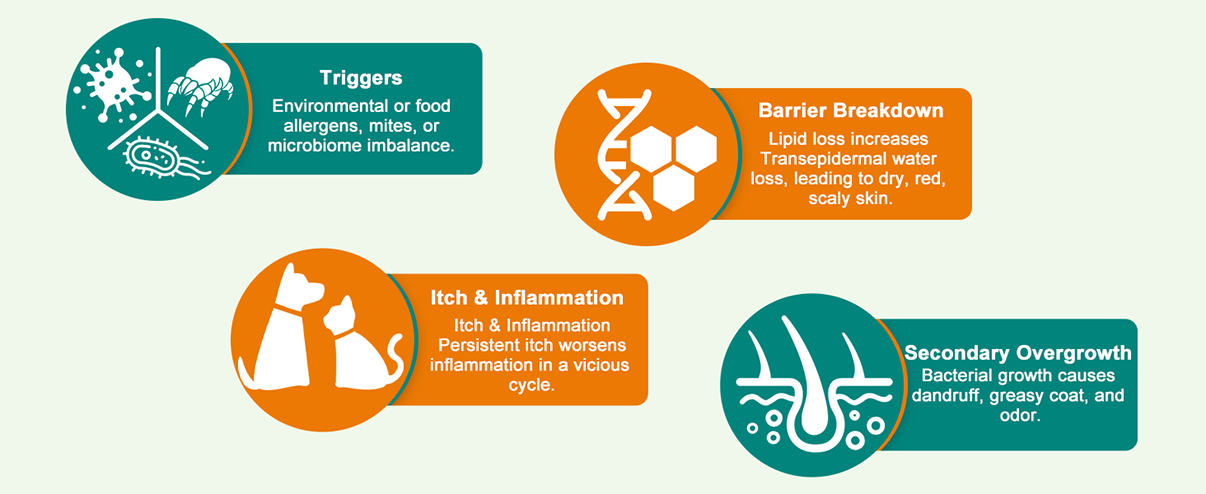 Spray para la piel ImmuneBalance