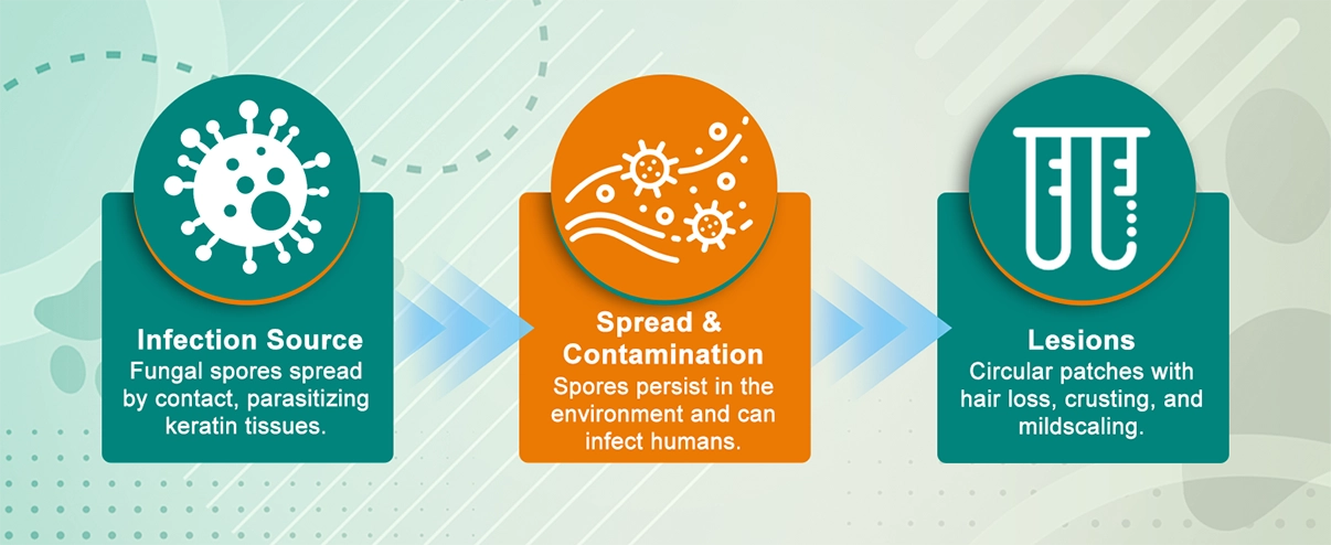 Espuma antimicrobiana para aliviar la piel