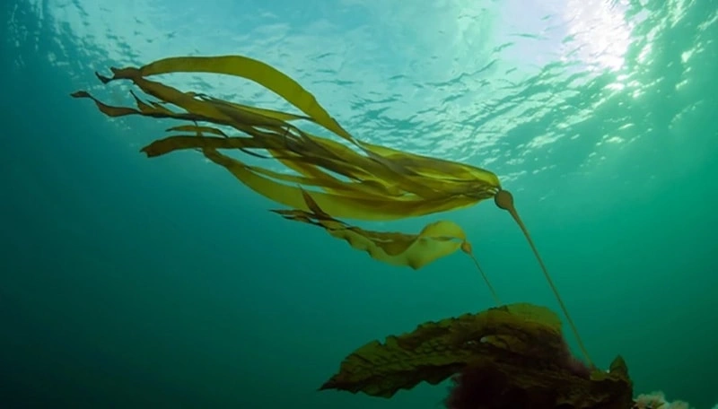 Kelp: El regalo del océano para la piel y el pelaje de los animales de compagnía