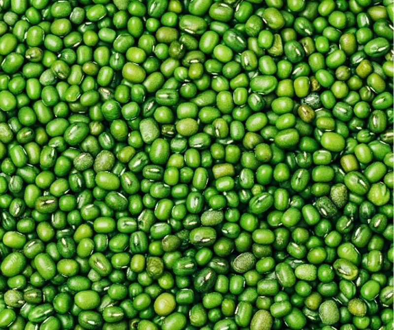 Arroz de Bóveda: Una Planta Refrescante y Relajante para los Animales de Compañía