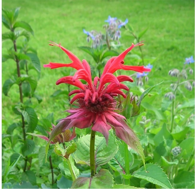 Lemon Balm: Un refrescante equilibrante para la piel de los animales de compagnía