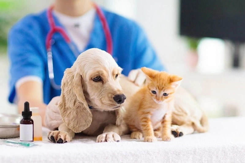 ¿Qué vacunas y cuidados preventivos deben recibir los animales de compagnía?