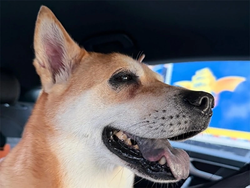 Cómo limpiar los dientes del perro en casa: Una rutina diaria simple para una salud oral mejor.