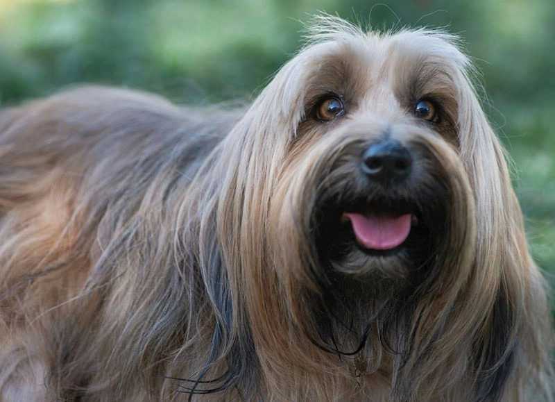 Cómo mantener el pelaje de tu animal de compagnía brillante y suave