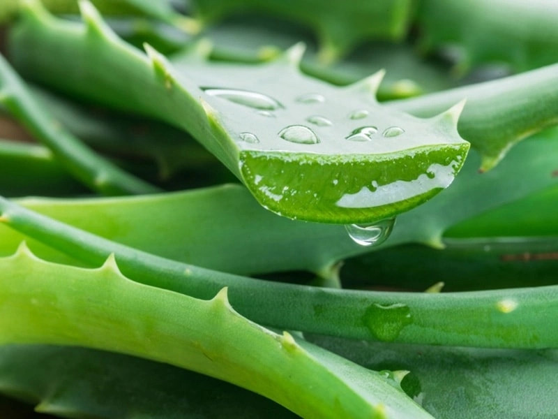 Aloe Vera: El Universal Alivio en Cuidados de los Animales de Compañía