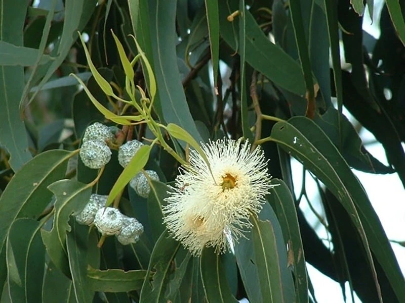 Eucaliptus Eucalyptus: El Escudo Protegente de la Naturaleza para los Animales de Compañía