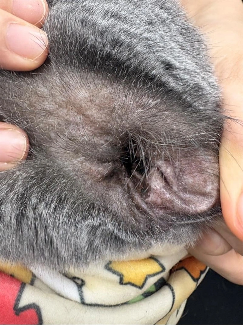 Auriculares de gusanos vs cera: cómo limpiar las orejas de tu animal de manera segura