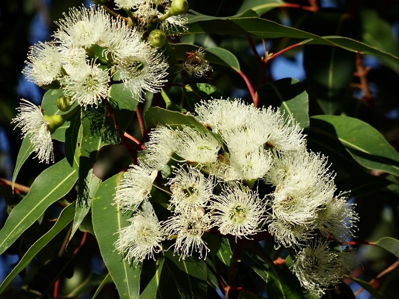 Lemon Eucalyptus: Un protector refrescante para la piel de los animales de compañía
