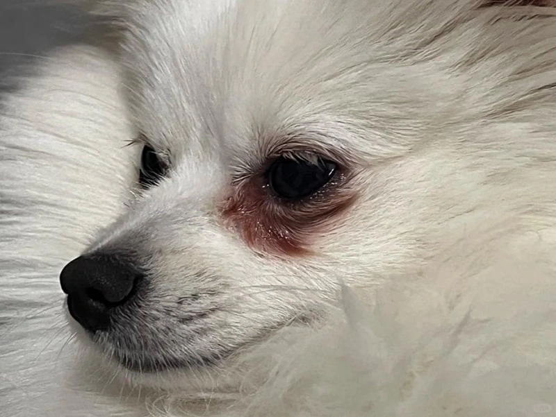 ¿Son efectivos los productos naturales para el cuidado de los ojos de los animales de compagnía? ingredientes seguros explicados