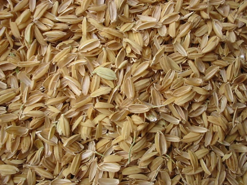 Avena: El Suave Nutriente para la Cutícula de los Animales de Compañía